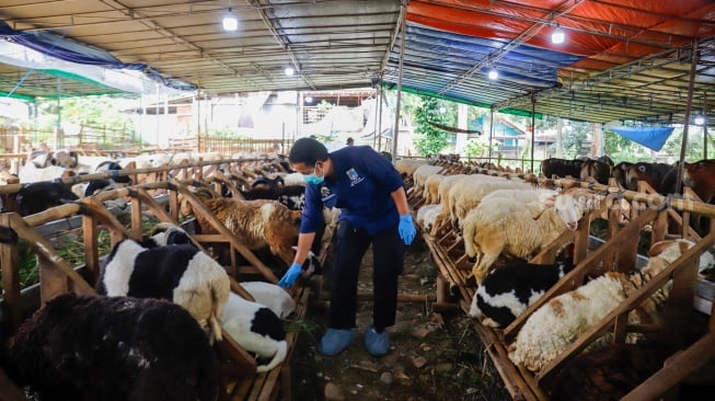 Dokter hewan memeriksa kesehatan hewan kurban di tempat penampungan hewan kurban kawasan Dukuh, Kramat Jati, Jakarta Timur, Kamis (22/5/2025). [Suara.com/Alfian Winanto]