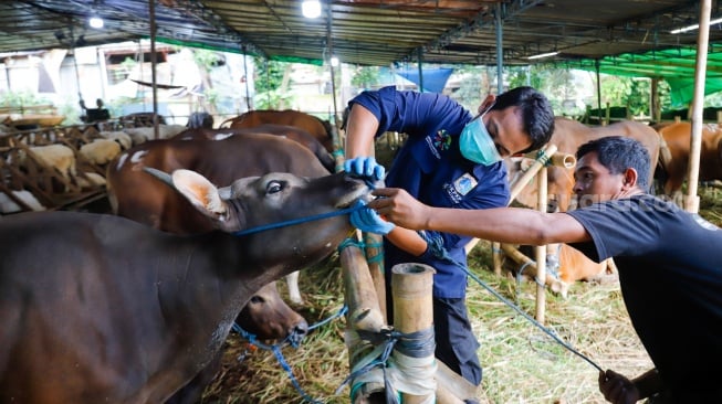 Dokter hewan memeriksa kesehatan hewan kurban di tempat penampungan hewan kurban kawasan Dukuh, Kramat Jati, Jakarta Timur, Kamis (22/5/2025). [Suara.com/Alfian Winanto]