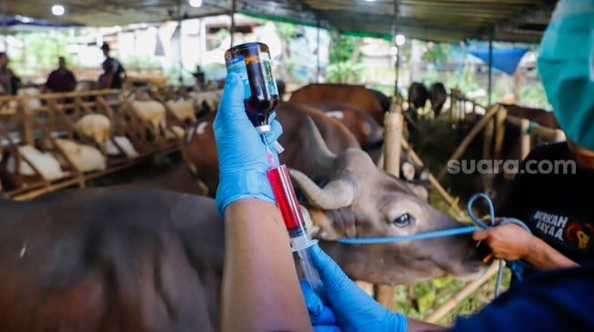 Dokter hewan memeriksa kesehatan hewan kurban di tempat penampungan hewan kurban kawasan Dukuh, Kramat Jati, Jakarta Timur, Kamis (22/5/2025). [Suara.com/Alfian Winanto]