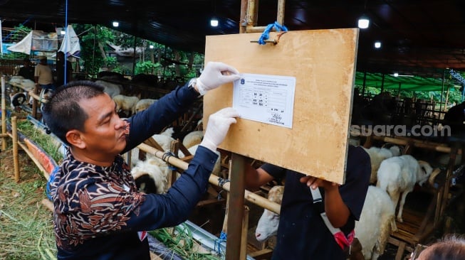 Kepala Suku Dinas (Kasudin) KPKP Jakarta Timur, Taufik Yulianto menempelkan informasi kesehatan hewan kurban di tempat penampungan hewan kurban kawasan Dukuh, Kramat Jati, Jakarta Timur, Kamis (22/5/2025). [Suara.com/Alfian Winanto]