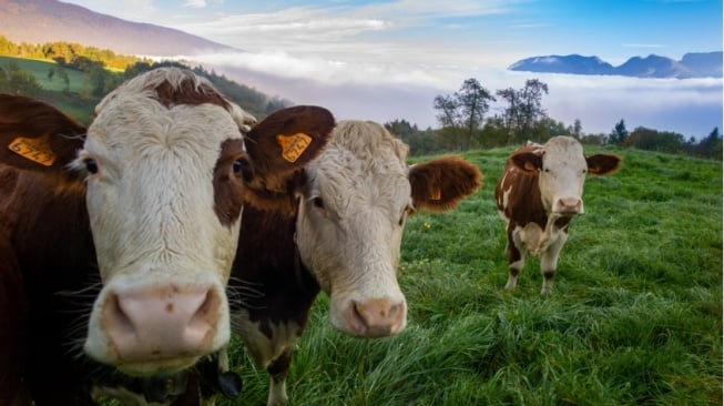 Refleksi Idul Qurban: Jejak Keteladanan Nabi Ibrahim dalam Kehidupan Umat Muslim