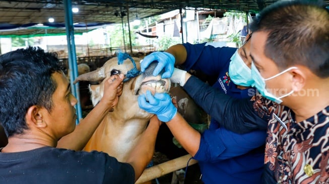Kepala Suku Dinas (Kasudin) KPKP Jakarta Timur, Taufik Yulianto (kanan) bersama Dokter hewan memeriksa kesehatan hewan kurban di tempat penampungan hewan kurban kawasan Dukuh, Kramat Jati, Jakarta Timur, Kamis (22/5/2025). [Suara.com/Alfian Winanto]