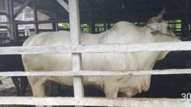 Sapi Kurban Presiden Prabowo untuk Padang Pariaman Hasil Inseminasi Buatan, Beratnya 930 Kg!
