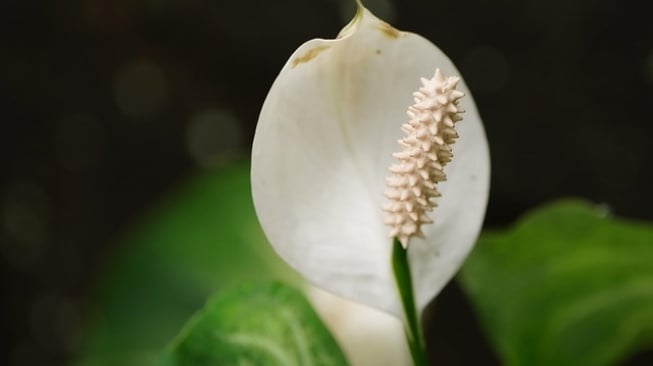 Jenis tanaman hias dipercaya membawa keberuntungan. (Pixabay)