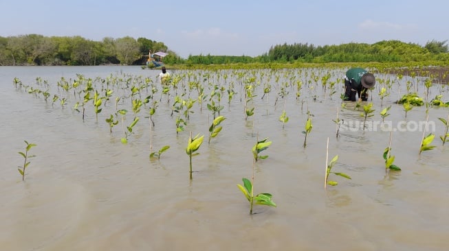 Kegiatan penanaman mangrove di Desa Pidodo Kulon, Kecamatan Patebon, Kabupaten Kendal, Jawa Tengah.(Dokumentasi warga)