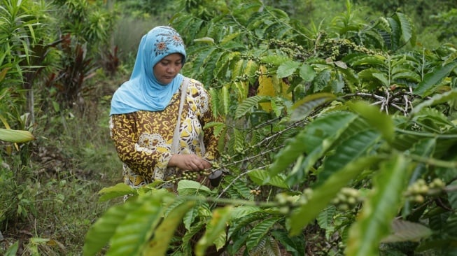 perempuan tunggu tumbang di Muara Enim Sumatera Selatan