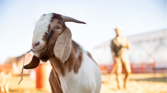 Apakah Kambing Betina Bisa untuk Kurban? Ini Syarat Sah Berkurban Idul Adha