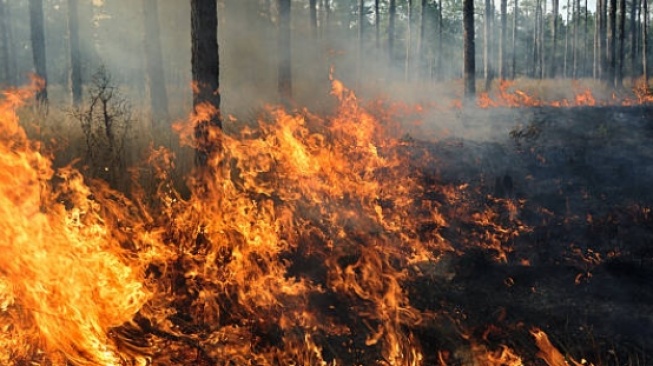 Kebakaran hutan dan lahan di Sumatera Selatan