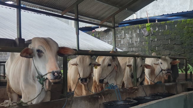 Jelang Idul Adha 2025: Pemkot Jogja Perketat Pengawasan Hewan Kurban