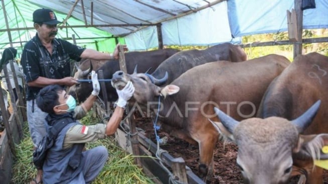 Stok Hewan Kurban di Kaltim Lebih dari Cukup, DPKH Jamin Kesehatan Ternak Aman untuk Idul Adha