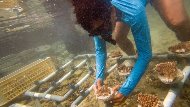 Warga melakukan pembibitan sekaligus menanam terumbu karang di Pulau Pramuka, Kepulauan Seribu, Jakarta, Minggu (25/5/2025). [ANTARA FOTO/Muhammad Adimaja/YU]
