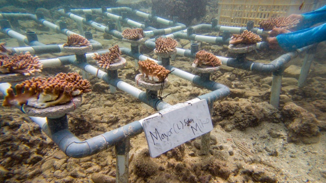 Warga melakukan pembibitan sekaligus menanam terumbu karang di Pulau Pramuka, Kepulauan Seribu, Jakarta, Minggu (25/5/2025). [ANTARA FOTO/Muhammad Adimaja/YU]
