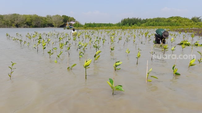 Kegiatan penanaman mangrove di Desa Pidodo Kulon, Kecamatan Patebon, Kabupaten Kendal, Jawa Tengah.(Dokumentasi warga)