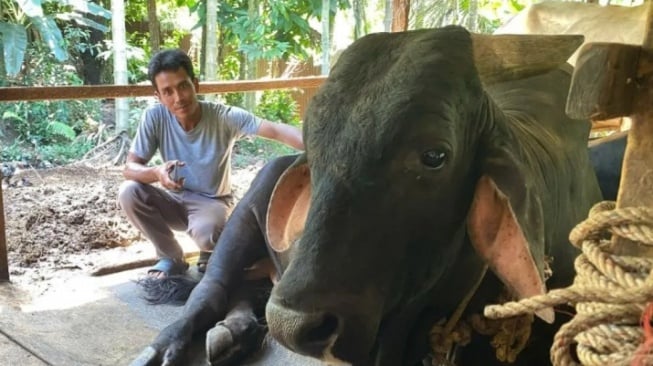 Bagong, Sapi Kurban Presiden Prabowo untuk Masyarakat Pekanbaru