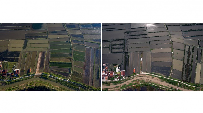 Foto kolase lahan pertanian yang ditanami padi di Desa Sayung, Kecamatan Sayung pada 23 April 2021 (kiri) dan lahan pertanian yang beralih fungsi menjadi tambak maupun ditinggalkan akibat intrusi air laut (kanan) yang melanda Desa Sayung, Kecamatan Sayung, Kabupaten Demak, Jawa Tengah, Selasa (27/5/2025). [ANTARA FOTO/Aji Styawan/bar]
