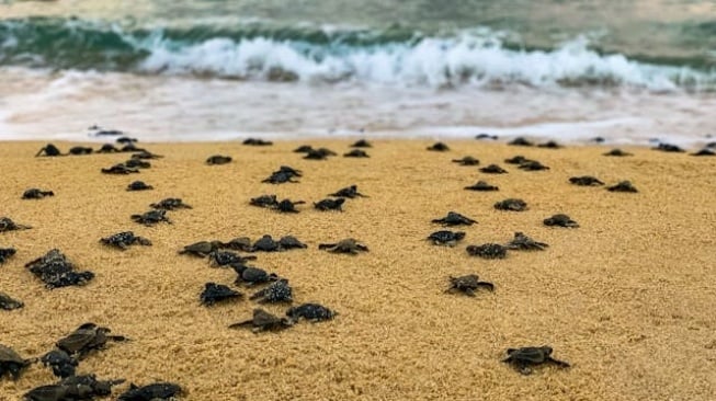 Menyusuri Sri Lanka, Saat Konservasi Satwa dan Ekowisata Tropis Berjalan Beriringan