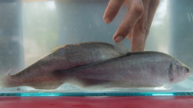 Ikan belida Jawa (Notopterus notopterus) atau ikan putak berada di dalam akuarium milik kelompok pembudidaya ikan binaan PT Kilang Pertamina Internasional RU III Plaju di Desa Sungai Gerong, Mariana, Banyuasin, Sumatera Selatan, Kamis (29/5/2025). [ANTARA FOTO/Nova Wahyudi/tom]