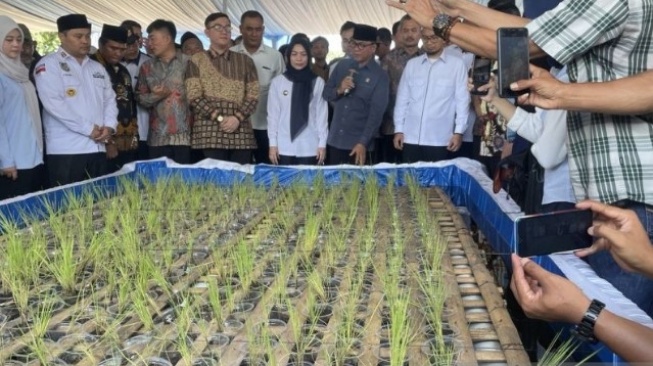 Lahan Sempit? Ustadz Adi Hidayat Tawarkan Solusi Panen Padi di Rumah dengan 'Si Opung'