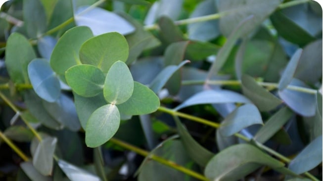 Daun Eucalyptus (Freepik/ArthurHidden )