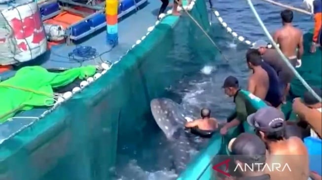 Nelayan Sendang Biru selamatkan hiu paus yang terjebak di jaring. (Dok. ANTARA/Sahabat Alam)