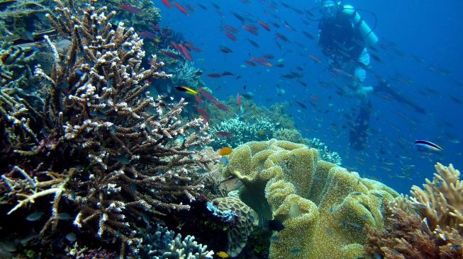 Keindahan Bawah Laut Raja Ampat. (Wikipedia)