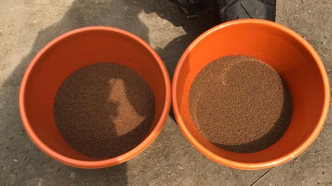 Solusi Cerdas Atasi Food Waste: Budidaya Lele Rumahan dengan Pakan dari Limbah Dapur