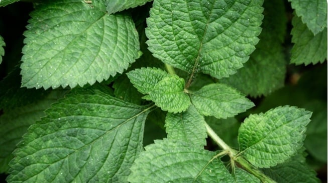 Lemon Balm (Freepik/Freepik)