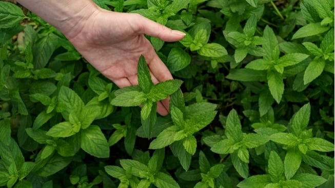 Daun Mint (Freepik/wirestock )