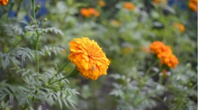 Bunga Marigold (Freepik/wirestock)