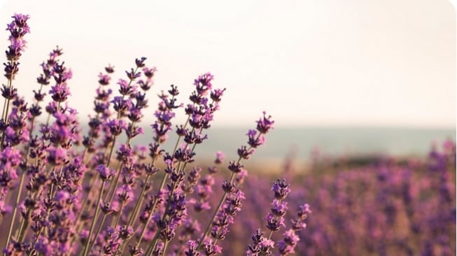 Lavender (Freepik/Freepik)