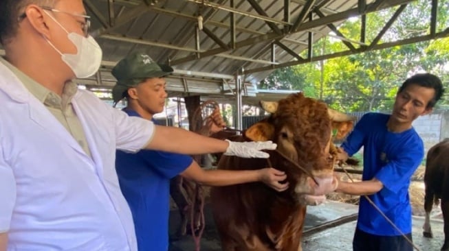 Jelang Iduladha, Gubernur Pramono Janji Kirim Hewan Kurban ke Seluruh Wilayah Jakarta