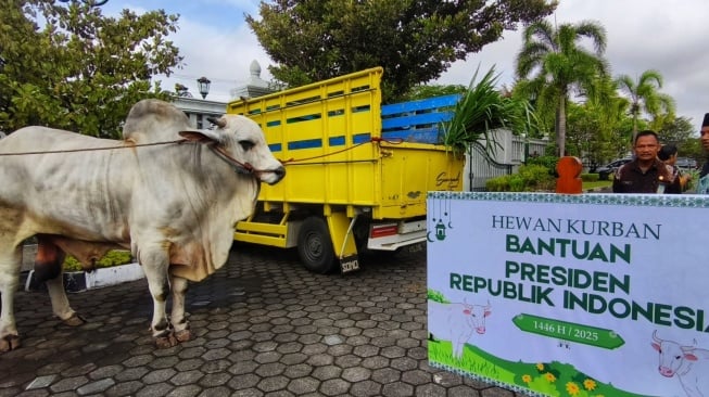 Pertama Kali Jadi Presiden, Prabowo Langsung Kurban 8 Sapi di Yogyakarta