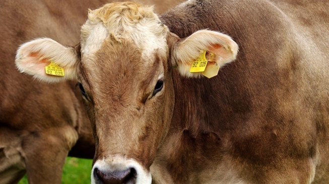 Cacing Hati Mengintai, Fapet UGM Kerahkan Mahasiswa Jaga Kualitas Daging Kurban di Jogja