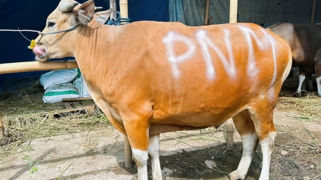 Sedekah Kurban di 26 Titik Menjadi Cara PNM Teruskan Bentuk Syukur HUT ke-26