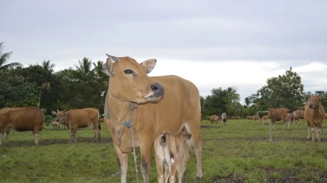 Penyembelihan Sapi Betina Produktif untuk Kurban di Padang Pariaman Digagalkan