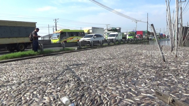 Ribuan ikan mati mendadak di tambak di pinggir jalan nasional Pantura Semarang-Demak, tepatnya di Desa Sayung, Kecamatan Sayung, Kabupaten Demak, Selasa (10/6/2025). (suara.com/Sigit AF)
