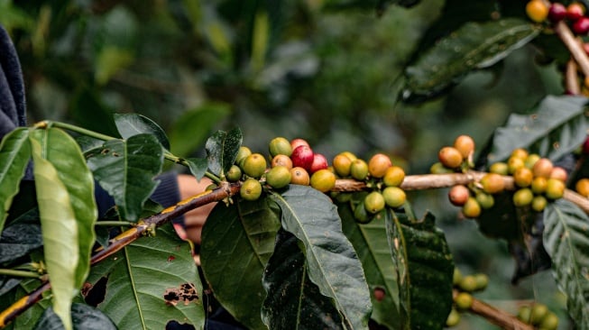 Elegi Kopi Organik di Hulu DAS Balantieng, Harmoni Lingkungan dan Ekonomi