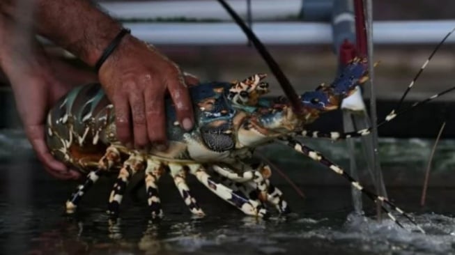 Harta Karun Papua : Penemuan 7 Spesies Baru Lobster Air Tawar Ungkap Pusat Evolusi Baru