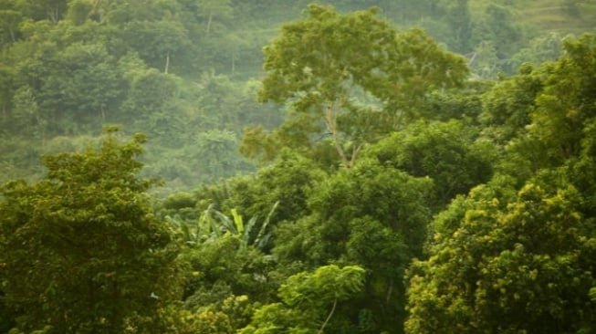 Hari Hutan Hujan Sedunia: Suara Global untuk Menyelamatkan Paru-Paru Bumi