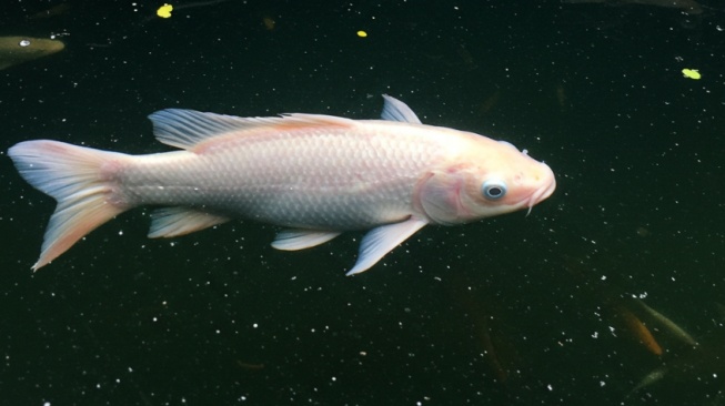 Ikan gabus albino sebagai pengisi kolam dekorasi taman rumah. (Gemini AI)