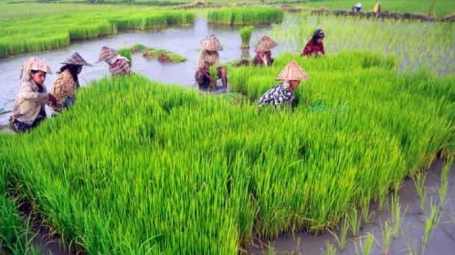 627 Hektare Sawah Sudah Hilang, PPU Perkuat Barikade Hadapi Alih Fungsi Lahan demi IKN