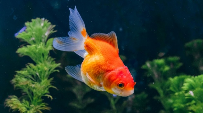 Ikan Koi sebagai pengisi kolam dekorasi taman rumah. (Pexels/Try Putro Utomo)