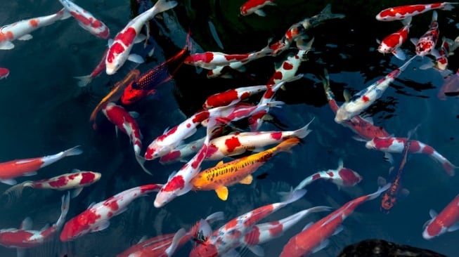 Ikan koi sebagai pengisi kolam dekorasi taman rumah. (Pexels/Quang Nguyen Vinh)