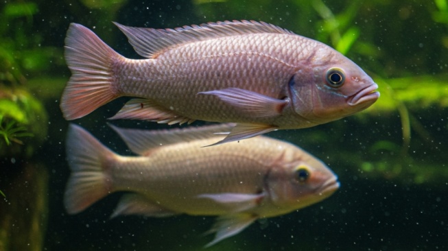 Ikan nila sebagai pengisi kolam dekorasi taman rumah. (Gemini AI)