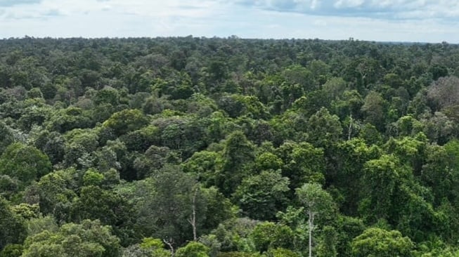 Riwayat Taman Nasional Tesso Nilo, 'Surga' Beraneka Ragam Satwa Liar Langka