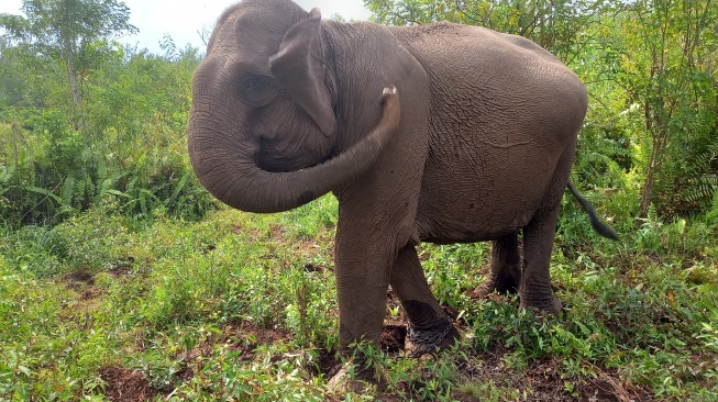 Polemik TNTN, Kehilangan Gajah Sumatera seperti Kehilangan Keseimbangan Alam