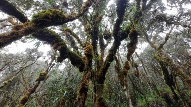 Jalur menuju puncak gunung Latimojong yang masih dikelilingi hutan alami [SuaraSulsel.id/Istimewa]