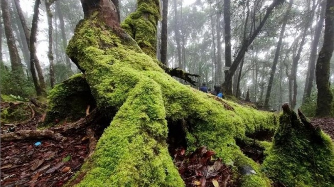 Jalur menuju puncak gunung Latimojong yang masih dikelilingi hutan alami [SuaraSulsel.id/Istimewa]