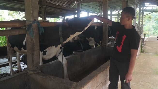 Pembiayaan dan Transaksi dari BRI Bantu Klaster Susu Ponorogo Capai Kinerja Maksimal
