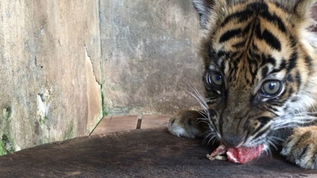 Anak Harimau Sumatera Mati di TMSBK Bukittinggi, Diduga Kelainan Genetik